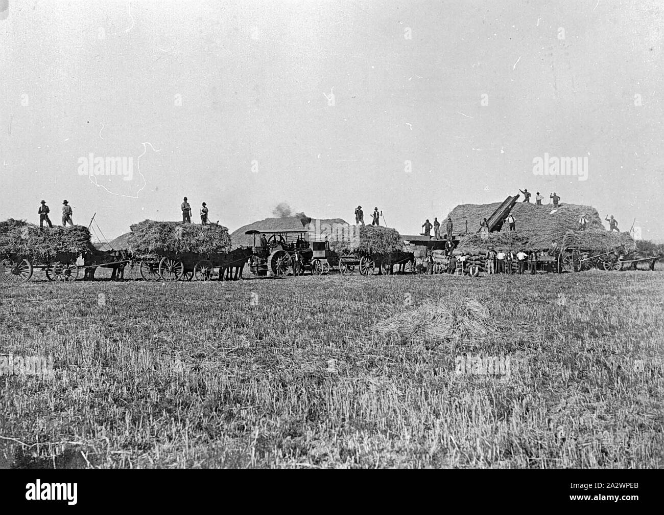 Negativo - Tourello, Victoria, circa 1904, trebbiatura grano sul 'Tourello Lodge' stazione. Vi è un trattore al centro della fotografia e un certo numero di squadre di cavalli tirando Carri caricati Foto Stock