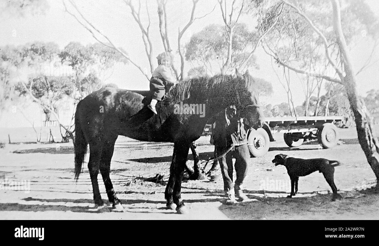 Negativo - Cocamba, Victoria, 1925, un piccolo bambino su un cavallo. Vi è un uomo sull'altro lato del cavallo tenendo la testa di cavalli. Un cane sorge sulla destra e vi è un autocarro in background Foto Stock
