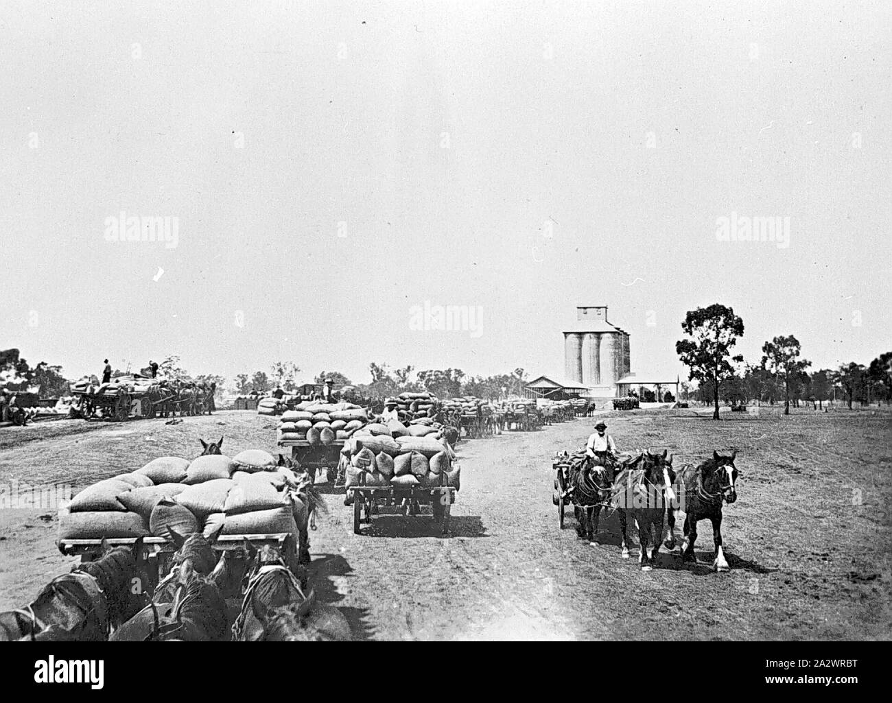Negativo - Finlay, Nuovo Galles del Sud, circa 1920, carri trainati da cavalli in attesa di scarico sacchi di grano al Finlay raccordo ferroviario e silo Foto Stock
