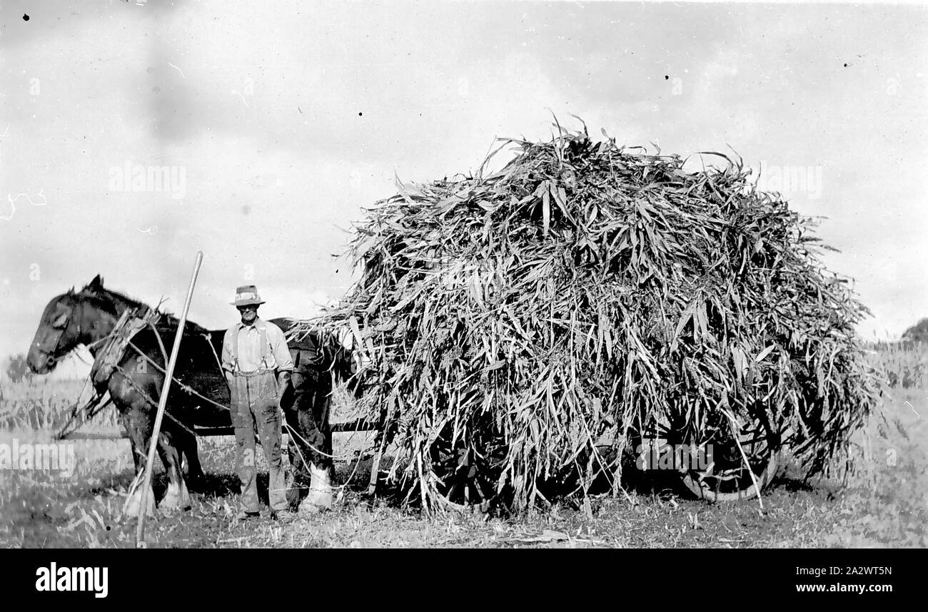 Negativo - Wannella Sud, Victoria, circa 1934, un carro carico di vegetazione non identificato Foto Stock