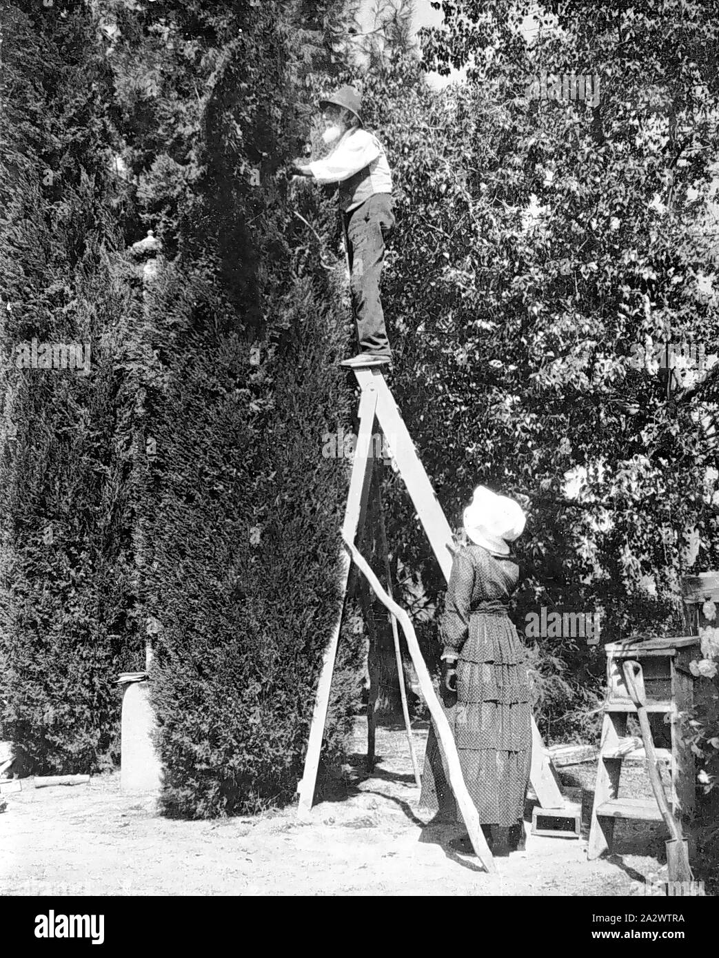 Negativo - Uomo Cyrpus Trimming Tree, Nuovo Galles del Sud, circa 1890, un uomo anziano trimming di un cipresso. Egli si trova in precario equilibrio sul gradino più alto di una scala che è tenuto da una donna Foto Stock