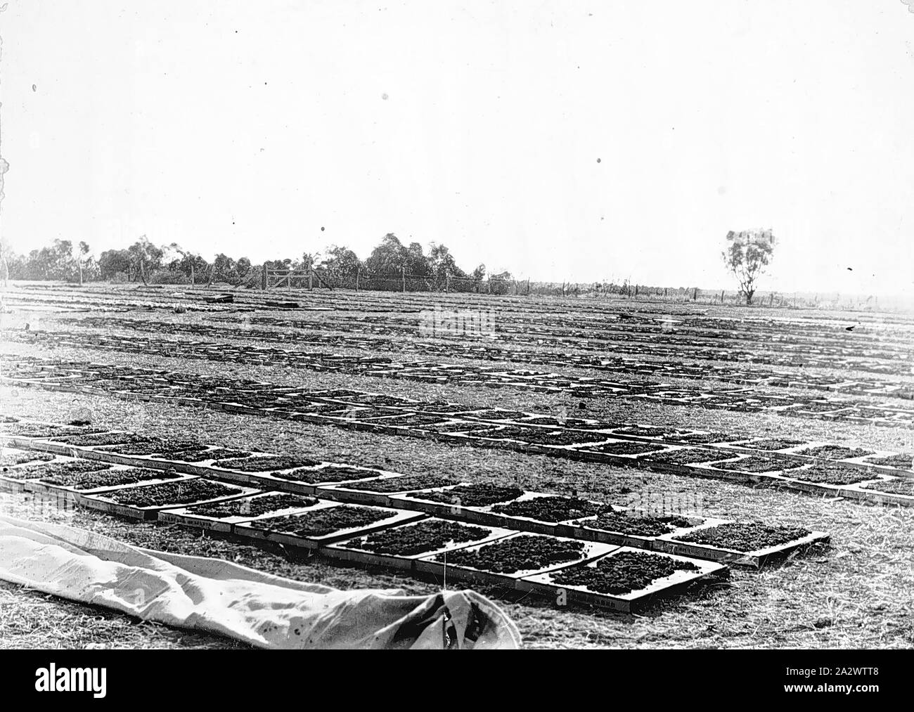 Negativo - Koorlong, Victoria, 1912, L.P. Ginn uva della massa di essiccazione Foto Stock