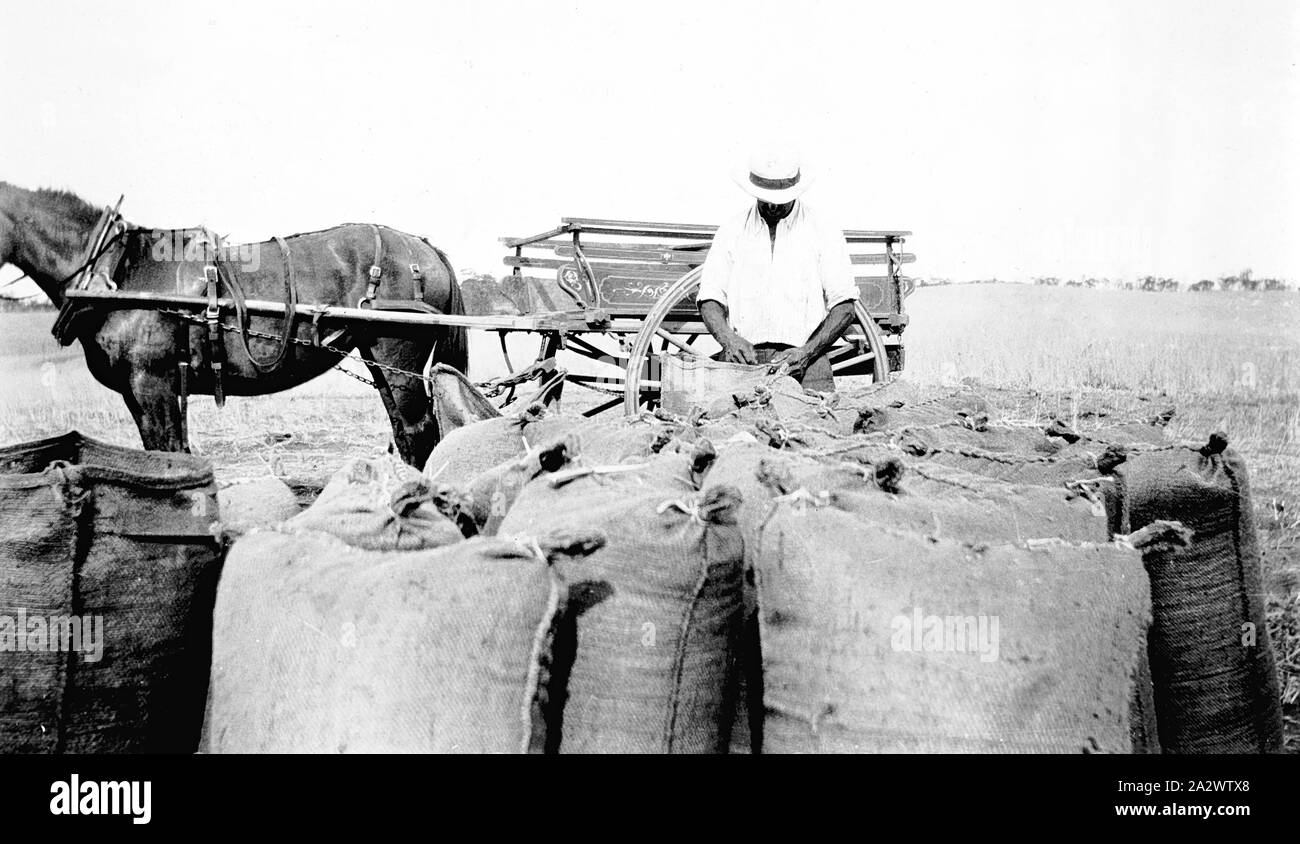 Negativo - Karawinna District, Victoria, 1929, un uomo borse di cucitura. Vi è un cavallo e un carrello dietro di lui Foto Stock