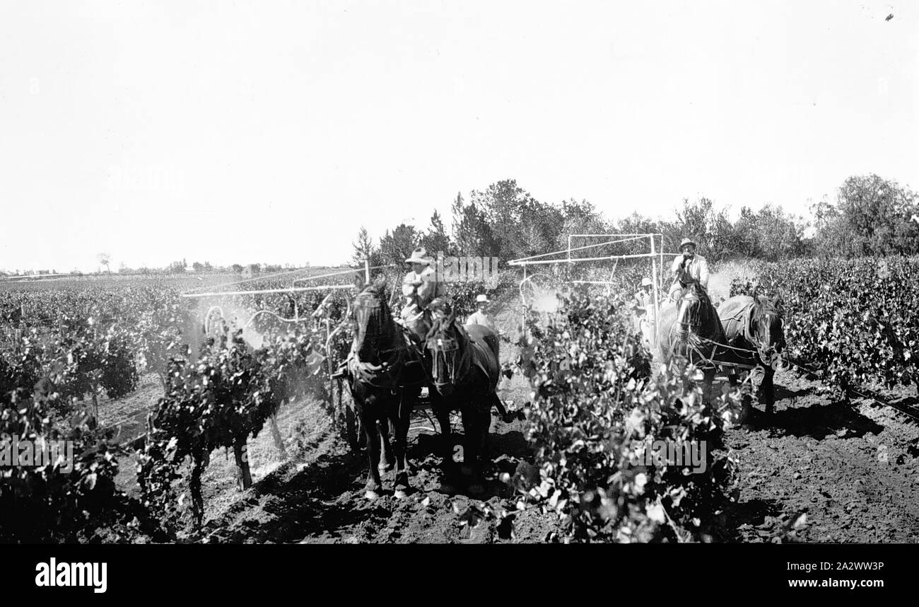 Negativo - Sunnycliffs, Mildura, Victoria, circa 1930, Uomini vigneti di spruzzatura da cavallo di carri. La proprietà è stata di proprietà di G.A. McCracken Foto Stock