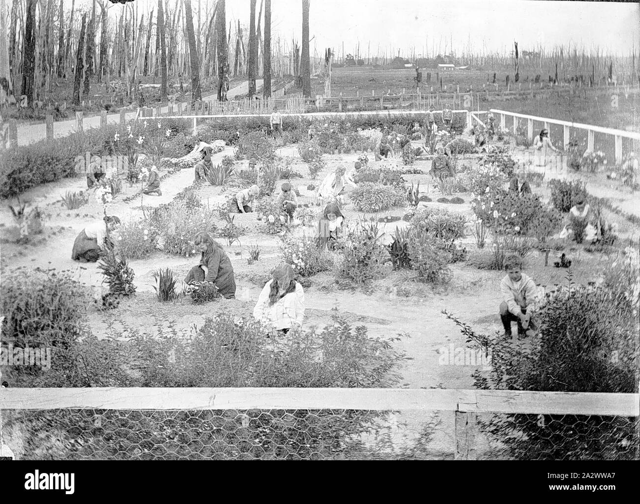 Negativo - gli studenti tendono la scuola giardino, Leongatha Sud, Victoria, circa 1910, gli alunni lavorano in un recintato-off school garden a Leongatha Sud scuola statale No.3251. Gli alberi in background sono state bruciate Foto Stock
