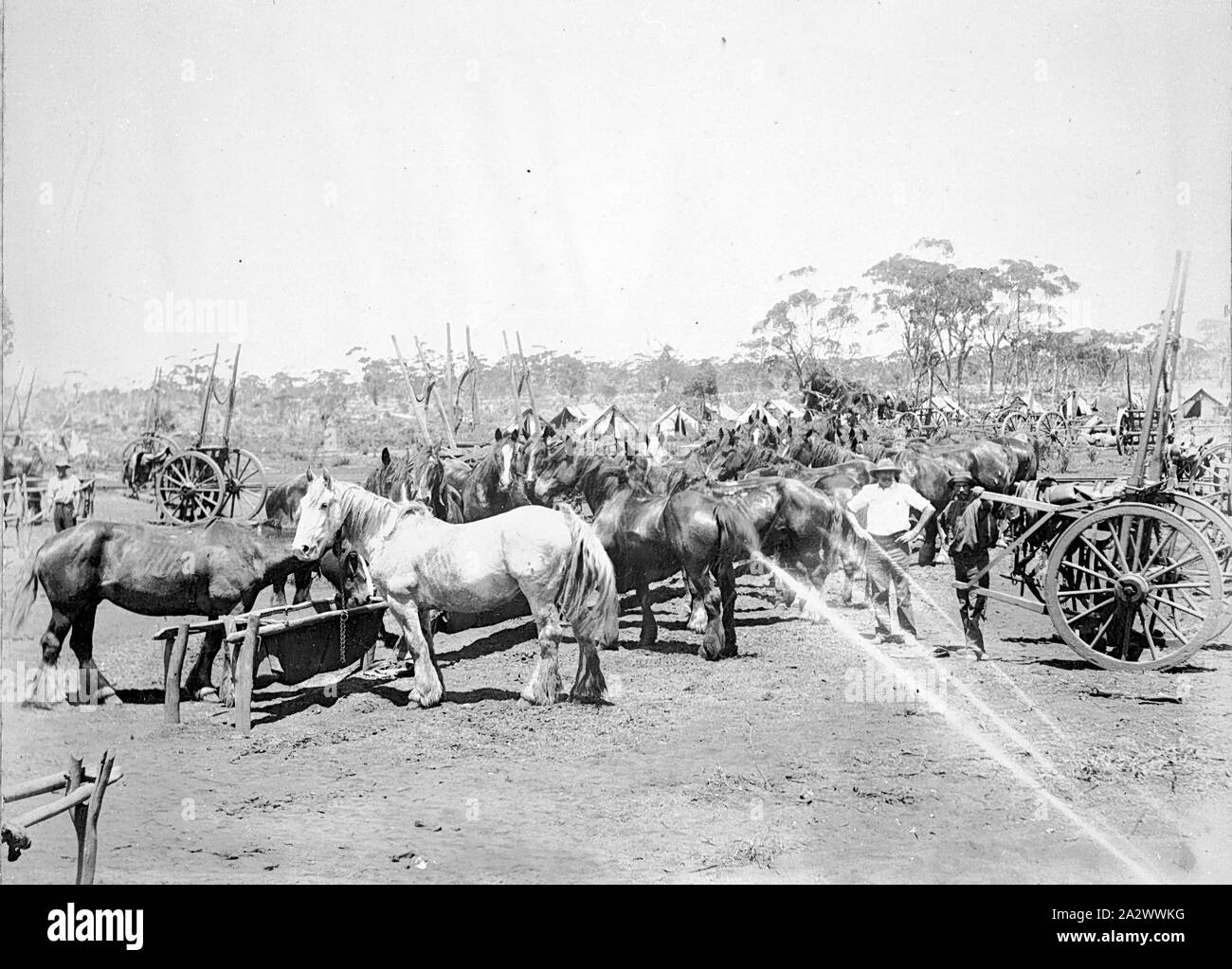 Negativo - Albany distretto, Western Australia, circa 1900, cavalli alimentando in un campo che ha fornito la legna per treni Foto Stock