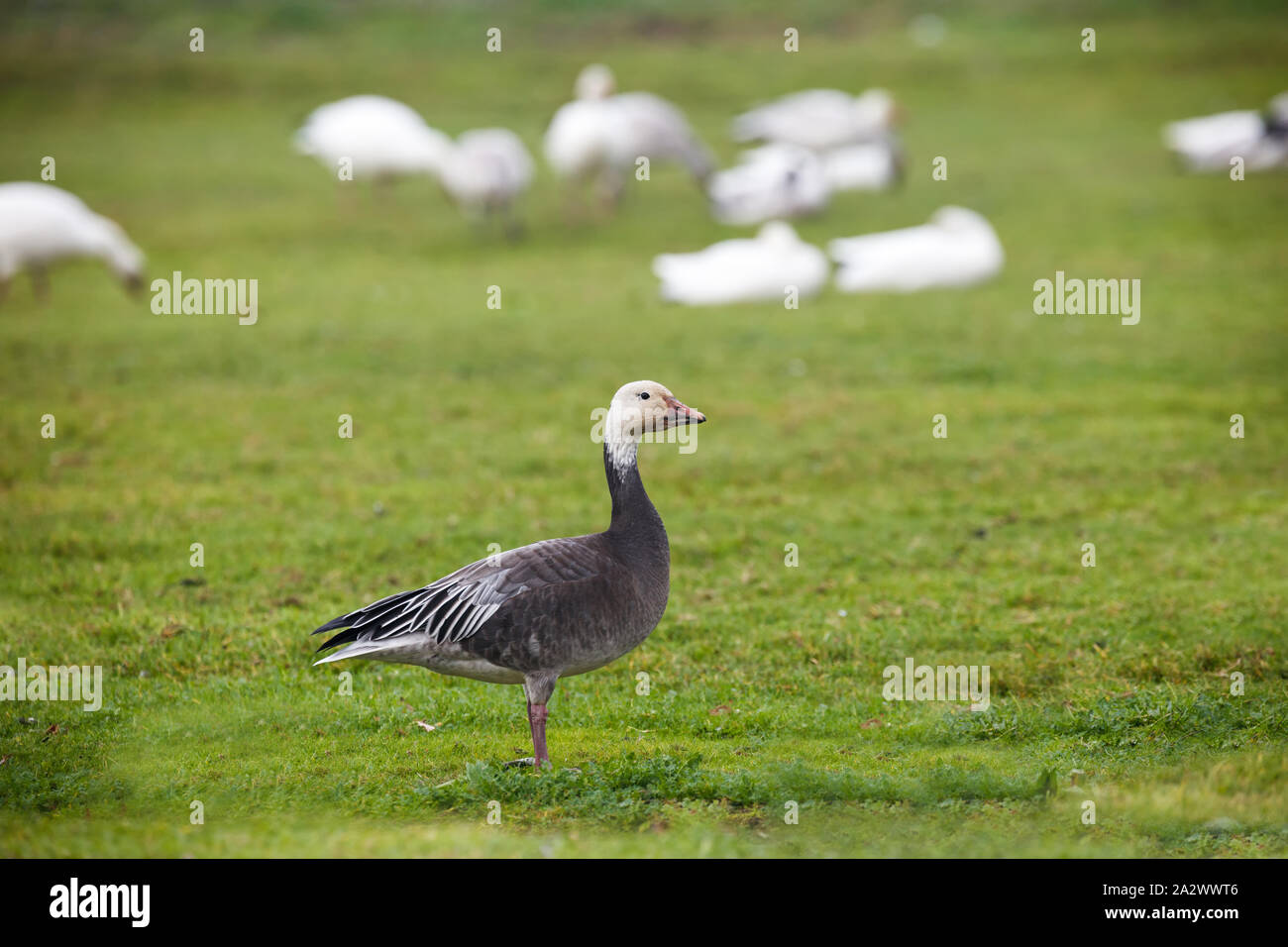 Neve d'oca, un colore variante denominata l'Oca Blu, Blu morph adulti, Richmond BC Canada Foto Stock