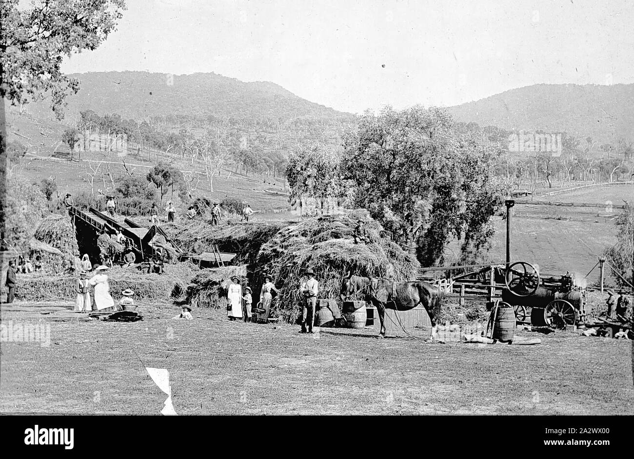 Negativo - Staghorn appartamenti, Victoria, circa 1890, un team di apparato trebbiante in funzione su "Willow Grove Farm" Foto Stock