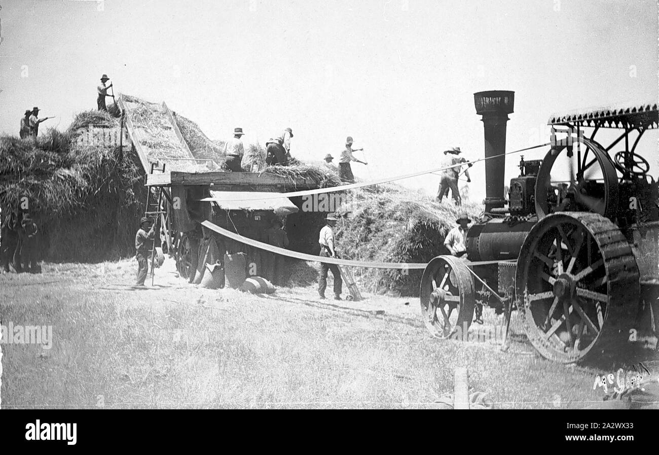 Negativo - Eldorado District, Victoria, circa 1910, un bagno di vapore alimentato la trebbiatrice in azione Foto Stock