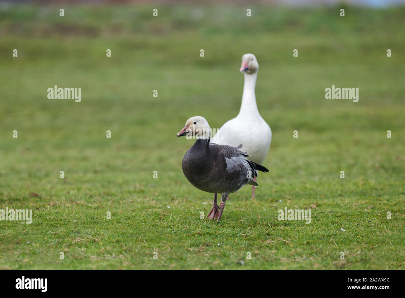 Neve d'oca, un colore variante denominata l'Oca Blu, Blu morph adulti, Richmond BC Canada Foto Stock