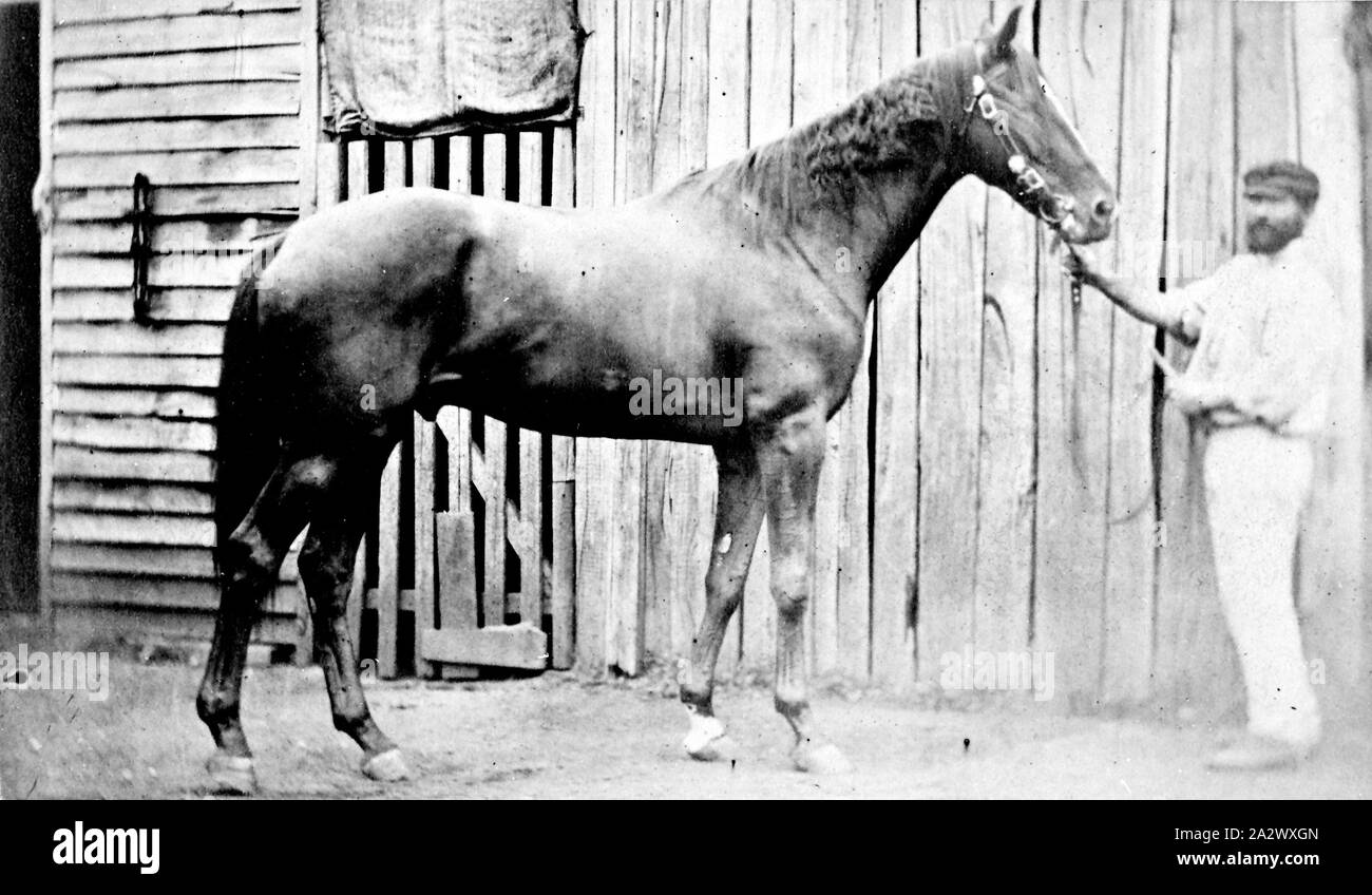 Negativo - Victoria, circa nel 1870, un uomo la visualizzazione di un cavallo. Essi sono in piedi di fronte ad una costruzione in legno Foto Stock