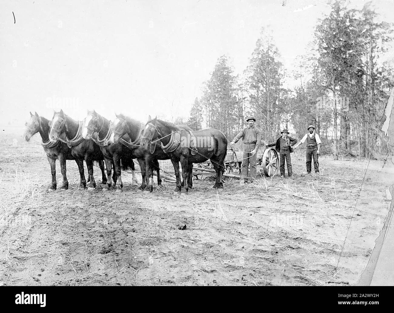 Negativo - Hopetoun District, Victoria, circa 1895, tre uomini che arano con un cavallo del team su Charlie Poulton's farm Foto Stock