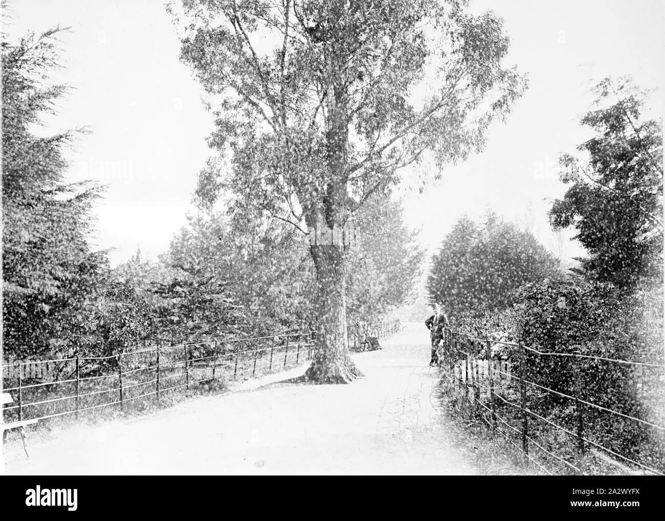 Negativo - a est di Melbourne, Victoria, circa 1885, i Giardini Fitzroy. Vi è un uomo in piedi da una recinzione sulla destra Foto Stock