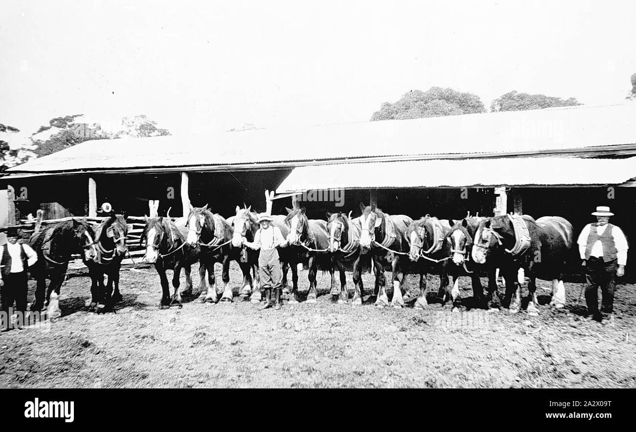 Negativo - Nhill District, Victoria, 1919, tre uomini con un gruppo di undici cavalli su 'Boxdale' agriturismo Foto Stock
