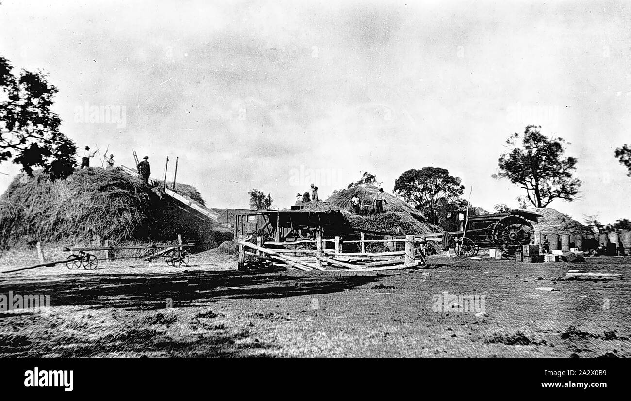 Negativo - impilamento di fieno, Nhill, Victoria, circa 1919 uomini il taglio di pula sul 'Boxdale' farm. La potenza è fornita da un trattore Foto Stock