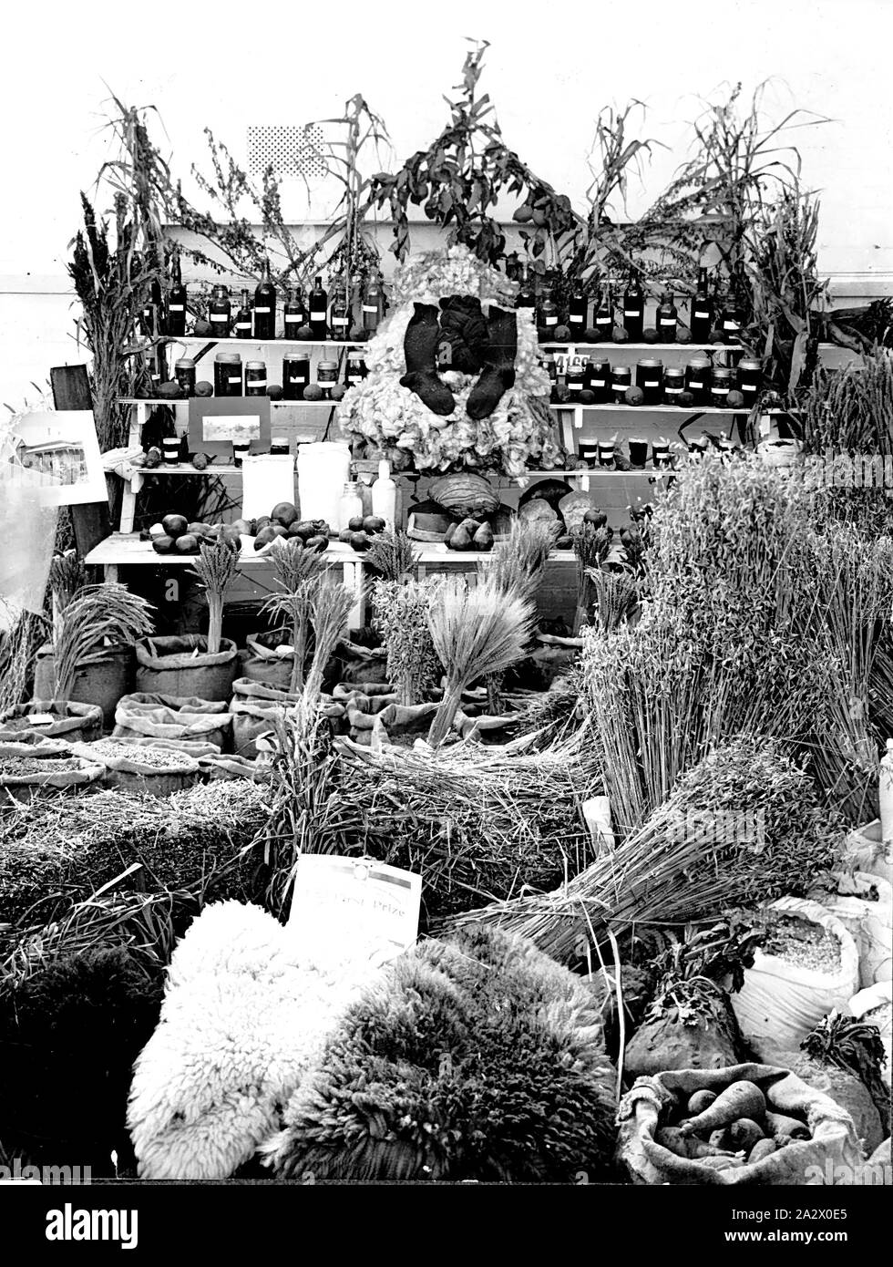 Negativo - Produrre presentano, Royal Melbourne Show, Flemington, Victoria, 1914, il primo premio distretto presentano al 1914 Royal Melbourne Show. Tutti i prodotti mostrati sono state prodotte su 'Boxdale' azienda agricola a Nhill. La fotografia visibile sulla sinistra della mostra è stato ripreso e sviluppato da James Batson Foto Stock