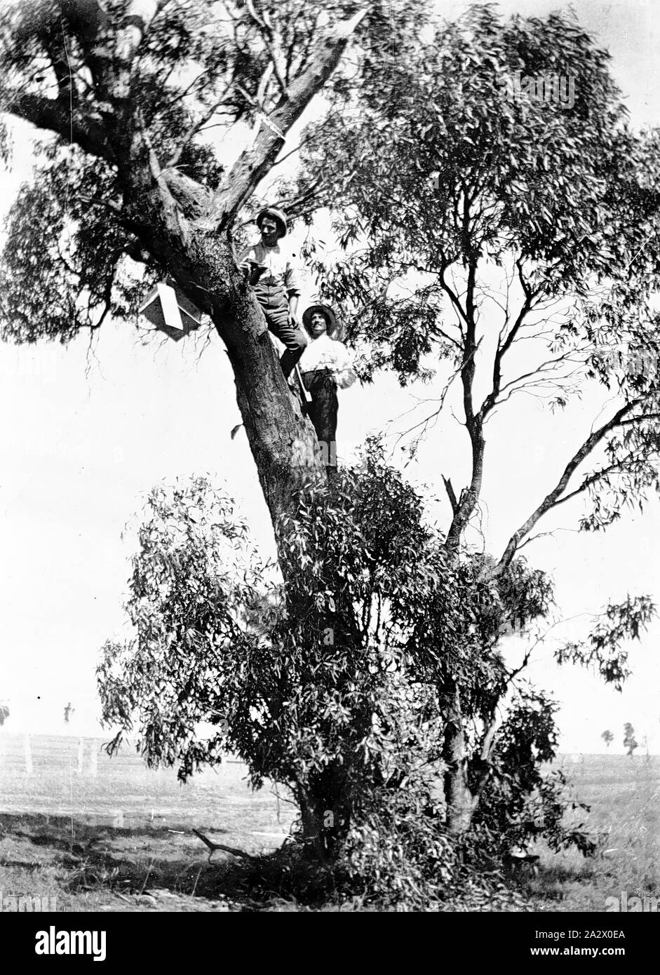 Negativo - Nhill District, Victoria, 1912, uomini prendendo il miele da un alveare in una struttura ad albero su 'Boxdale' agriturismo Foto Stock