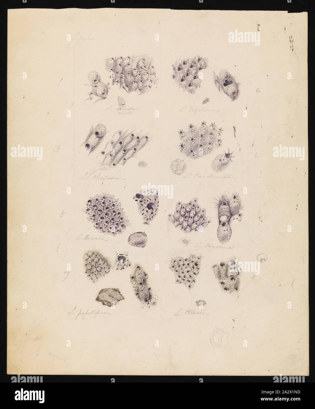 Disegno - Matita e acquarello e inchiostro di china su carta, disegno finalmente pubblicato come la piastra 37 in Prodromus della zoologia di Victoria da Federico McCoy Foto Stock