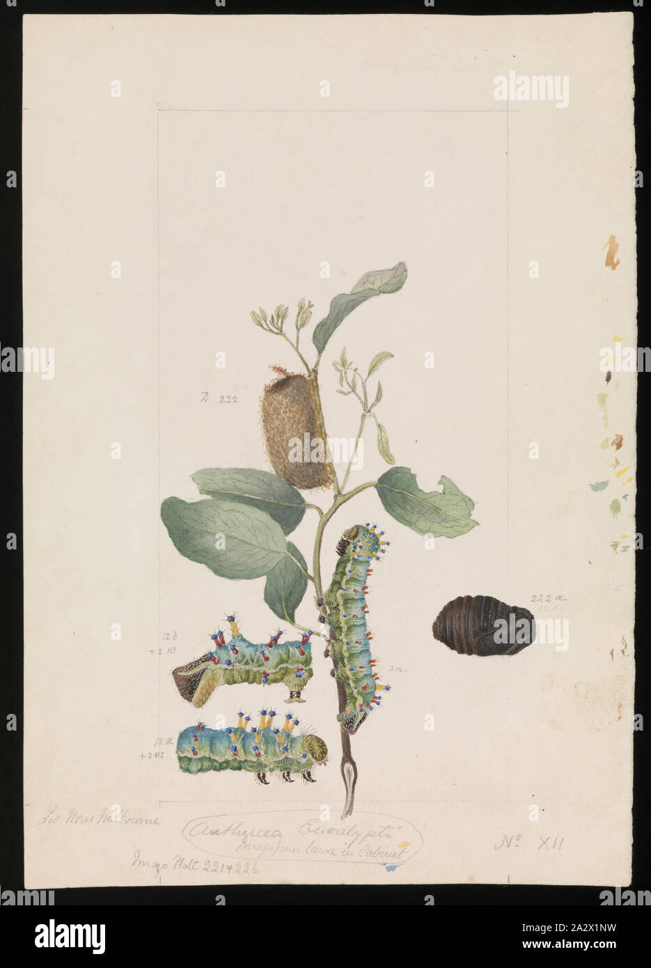 Illustrazione ad acquerello - larve & Pupe, Imperatore Gum-Moth, Opodiphthera eucalypti (come Antheraea Eucalypti), e la pianta ospite, nei pressi di Melbourne, Arthur Bartolomeo, Apr 1860, questo inedito di illustrazione scientifica (n. XII) dei bachi & Pupe di un Imperatore Gum-Moth, Opodiphthera eucalypti, (come Antheraea Eucalypti), e la pianta ospite, dal vicino a Melbourne, da Arthur Bartolomeo, aprile 1860. Bartolomeo illustrata anche la falena adulta (PZD 221). Il lavoro è stato commissionato da Sir Frederick McCoy, Direttore del Museo Victoria come parte della sua ricerca zoologica Foto Stock