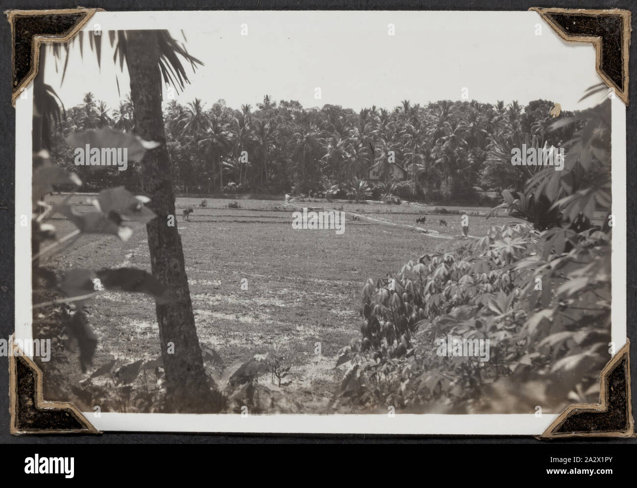 Fotografia - Risaie, Palmer famiglia migrante, viaggio Sri Lanka, 14 Mar 1947, fotografia in bianco e nero dal titolo "risaie, cocco boschetti e alberi di banane', essa mostra un paesaggio con i campi di riso, adottate il 14 marzo 1947. Essa è parte di una pelle-bound photo album creato da George Palmer durante il suo viaggio di migranti provenienti da Inghilterra in Australia con la RMS Orion nel 1947. George emigrarono in Australia con sua moglie Gertrude e le loro due figlie, Shirley e Lesley Foto Stock