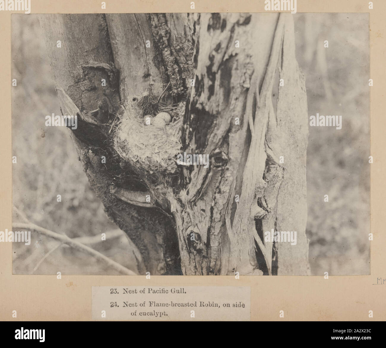 Fotografia - nido di Flame-Breasted Robin sul lato di eucalipti, Kent gruppo di isole, 1890, uno dei sessantanove in bianco e nero e seppia fotografie in un album legato [di cui sei sono allentati] prese da un J Campbell durante un campo naturalisti' Club di Victoria spedizione in Kent gruppo di isole, Bass Strait nel 1890. L'album include anche una mappa di Kent nel gruppo del coperchio anteriore interno e contemporanea numerosi ritagli di giornale relativi alla spedizione Foto Stock