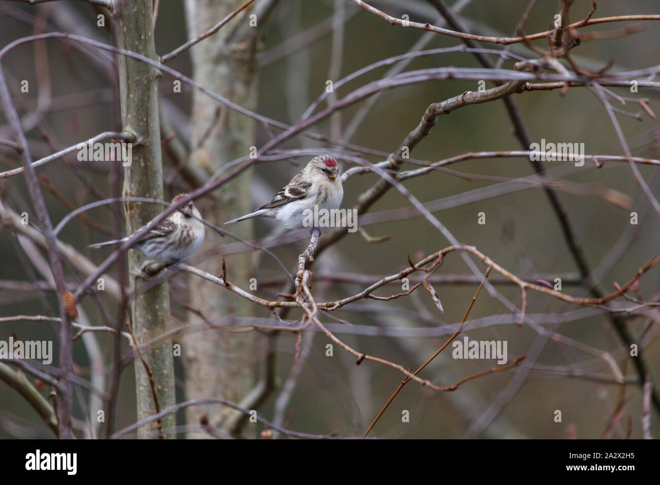 Annoso redpoll presso la Queen Elizabeth Park in Vancouver BC Canada, Dicembre 2015 Foto Stock