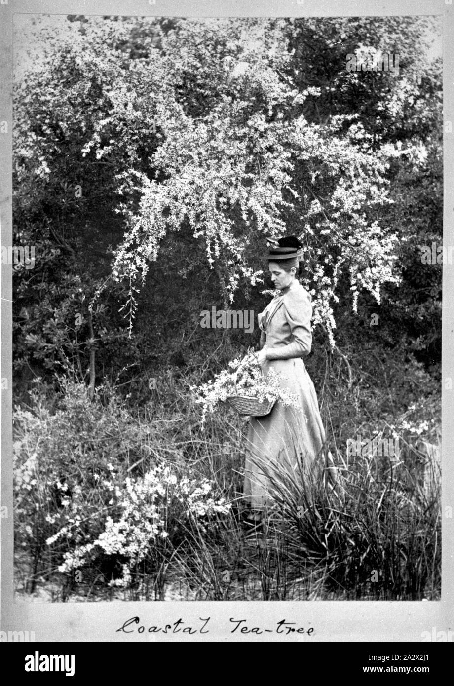 Fotografia - da A.J. Campbell, Victoria, circa 1890, una donna, formalmente vestiti e indossa un cappello sta sotto una fioritura tea-tree. Ella porta un cesto pieno di fiori Foto Stock
