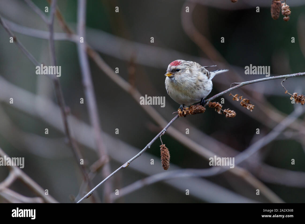 Annoso redpoll presso la Queen Elizabeth Park in Vancouver BC Canada, Dicembre 2015 Foto Stock