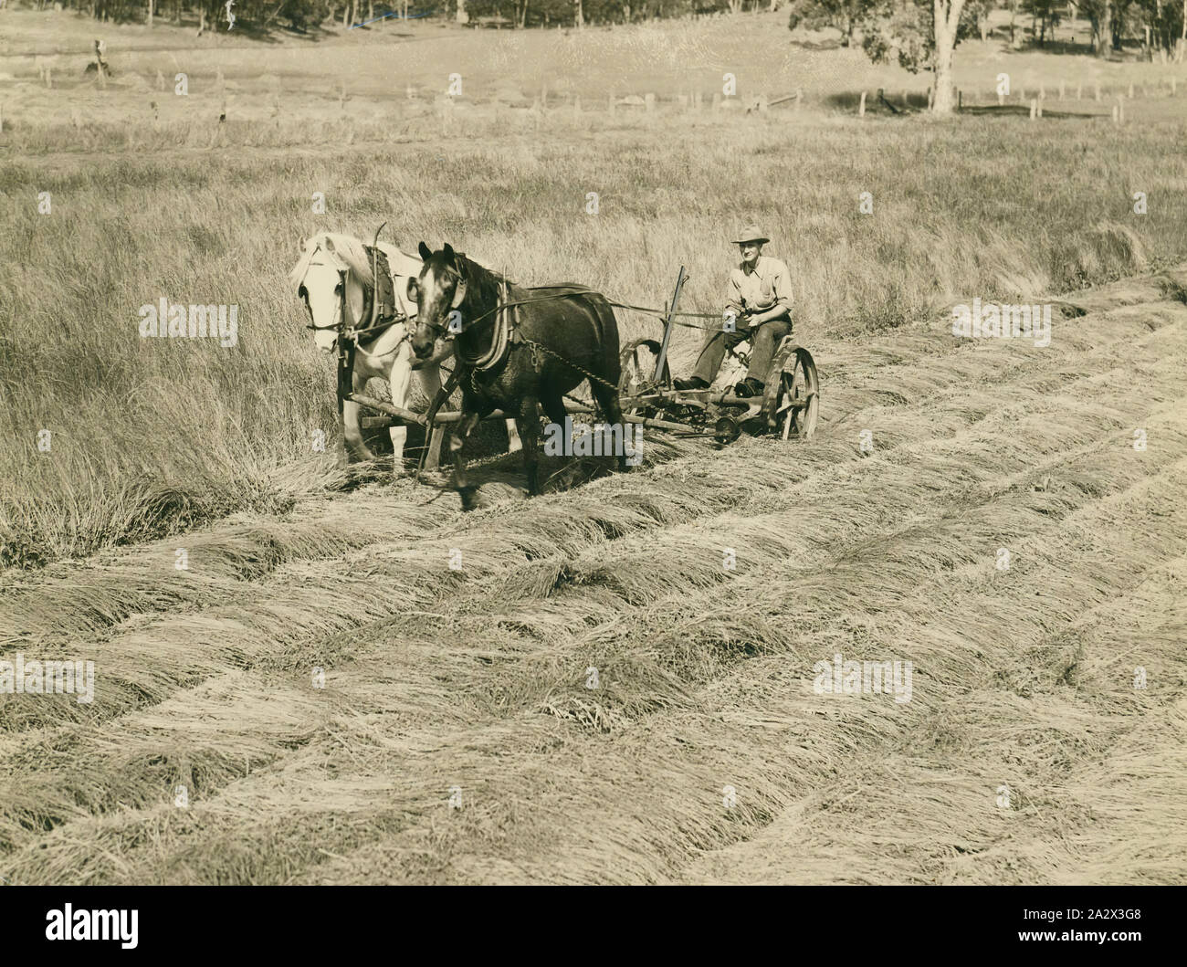 Fotografia - H.V. McKay Massey Harris, fieno falciatrice, circa 1934, fotografia di cavallo e fieno tosaerba. una raccolta di fotografie, film in movimento, artefatti, documenti e pubblicazioni commerciali relative alla Massey Ferguson (Aust.) Ltd. La Australian operazioni di questa società erano originariamente fondata come Hugh V. McKay nel 1890s. Nel 1930 si è fusa con la Massey Harris, l'australiano operazioni per diventare H.V. McKay Massey Harris Pty Ltd. Nel 1955 Foto Stock