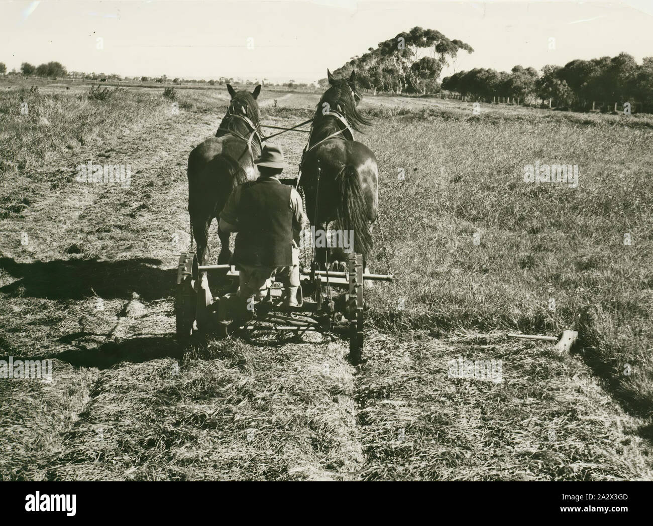 Fotografia - H.V. McKay Massey Harris, falciatrice di fieno, circa 1948, fotografia di un cavallo e fieno tosaerba. una raccolta di fotografie, film in movimento, artefatti, documenti e pubblicazioni commerciali relative alla Massey Ferguson (Aust.) Ltd. La Australian operazioni di questa società erano originariamente fondata come Hugh V. McKay nel 1890s. Nel 1930 si è fusa con la Massey Harris, l'australiano operazioni per diventare H.V. McKay Massey Harris Pty Ltd. Nel 1955 Foto Stock