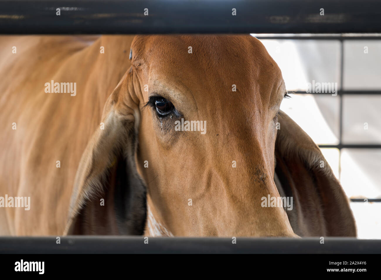 Un triste eyed mucca guarda fuori dal suo paddock presso il Virginia State Fair. Foto Stock