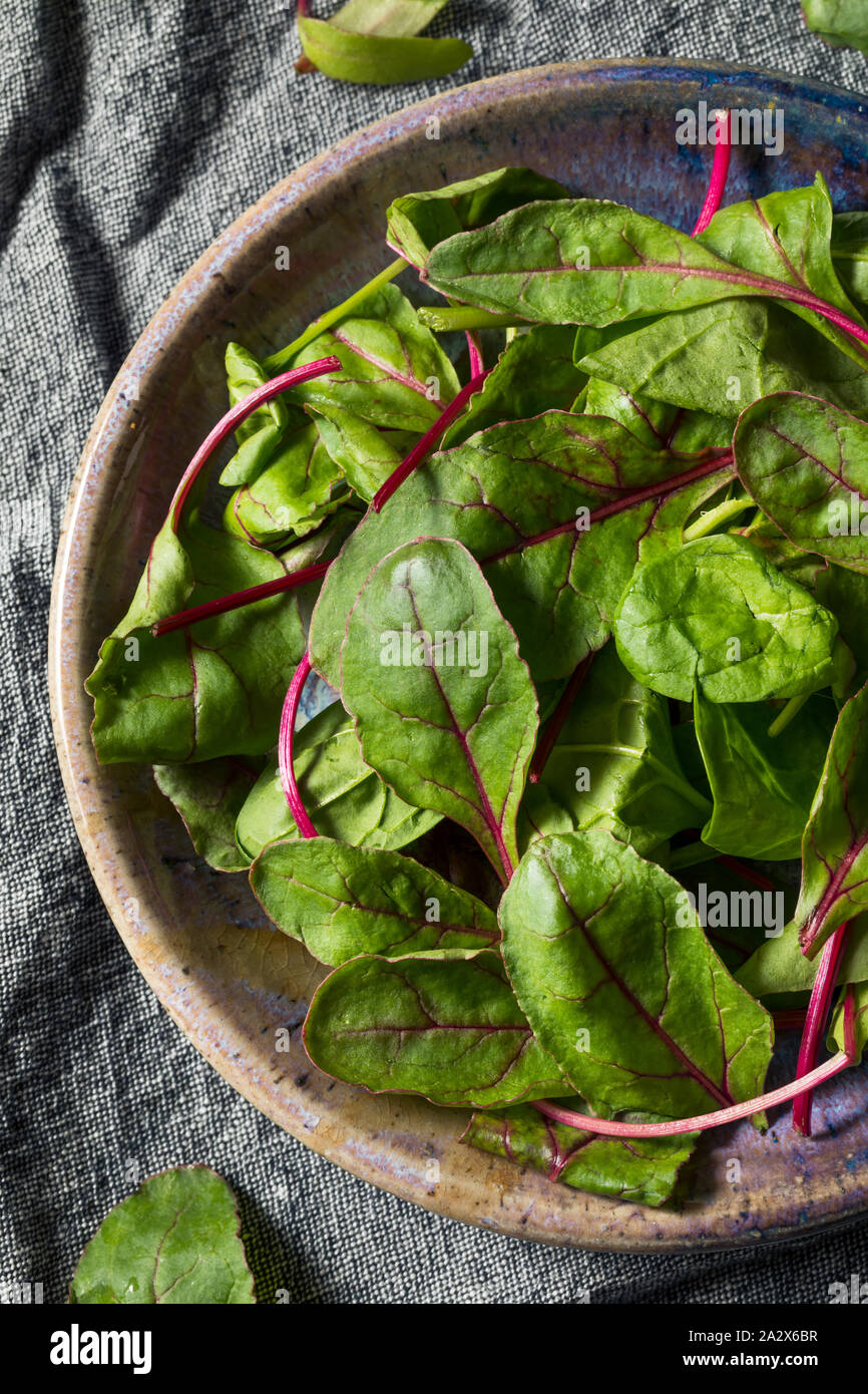 Materie organiche verde Baby Bietole pronto a mangiare Foto Stock