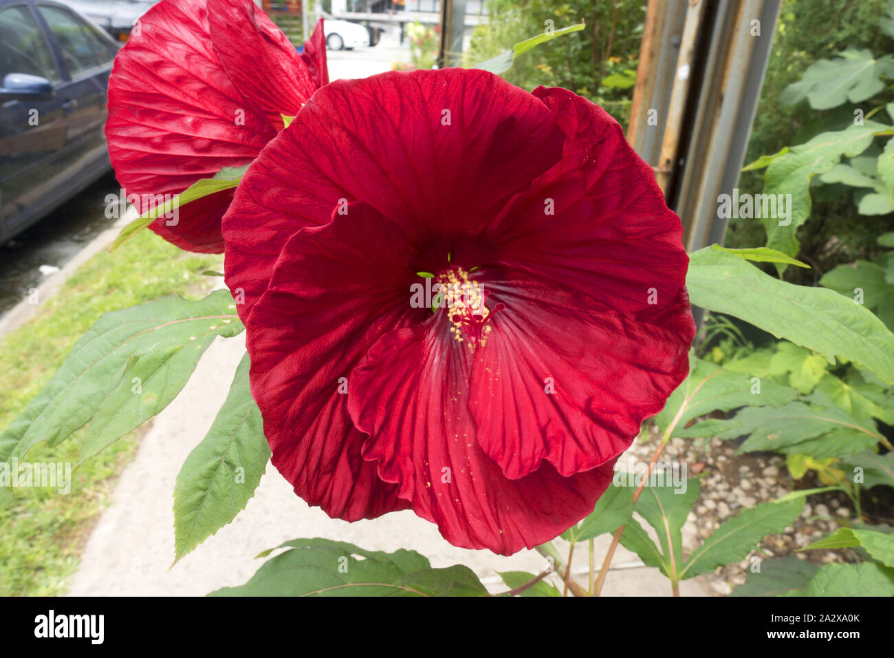 Fiori di ibisco, giardino di Brooklyn, New York. Foto Stock