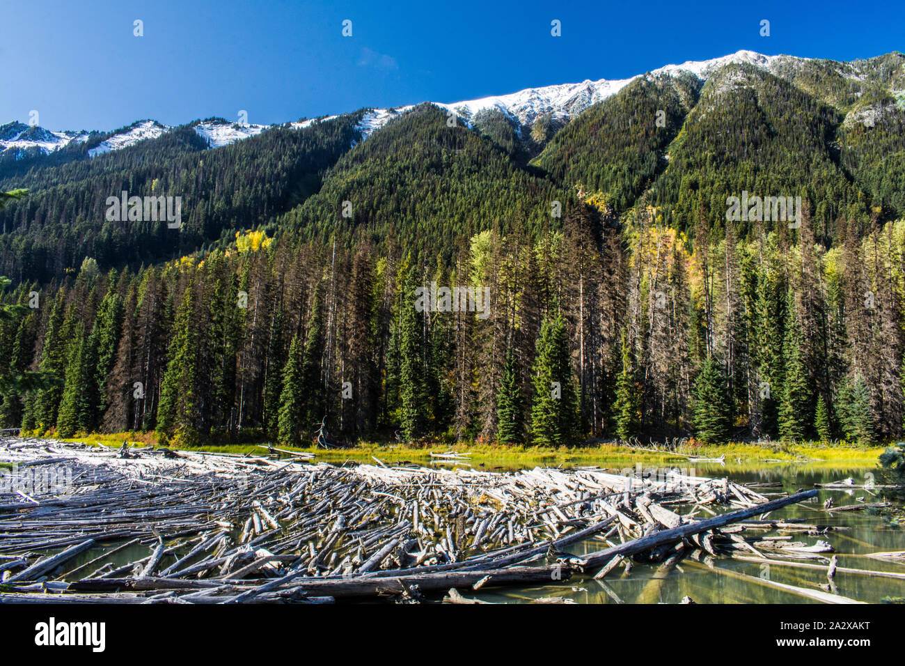 Lago Duffey logs #7216 BC Canada Foto Stock