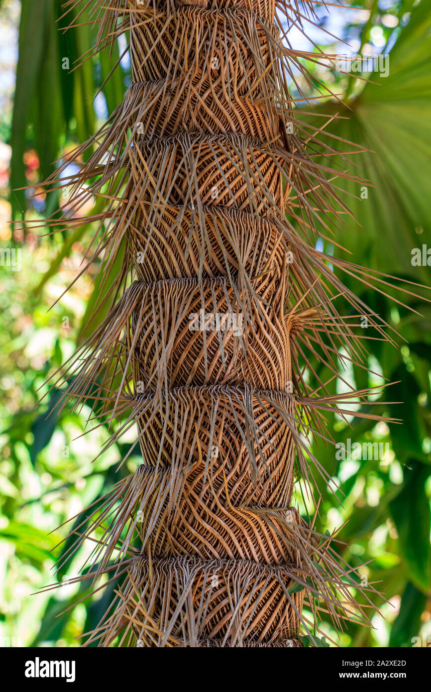 Zombie palm (Zombia antillarum) tronco di albero corteccia closeup Foto Stock