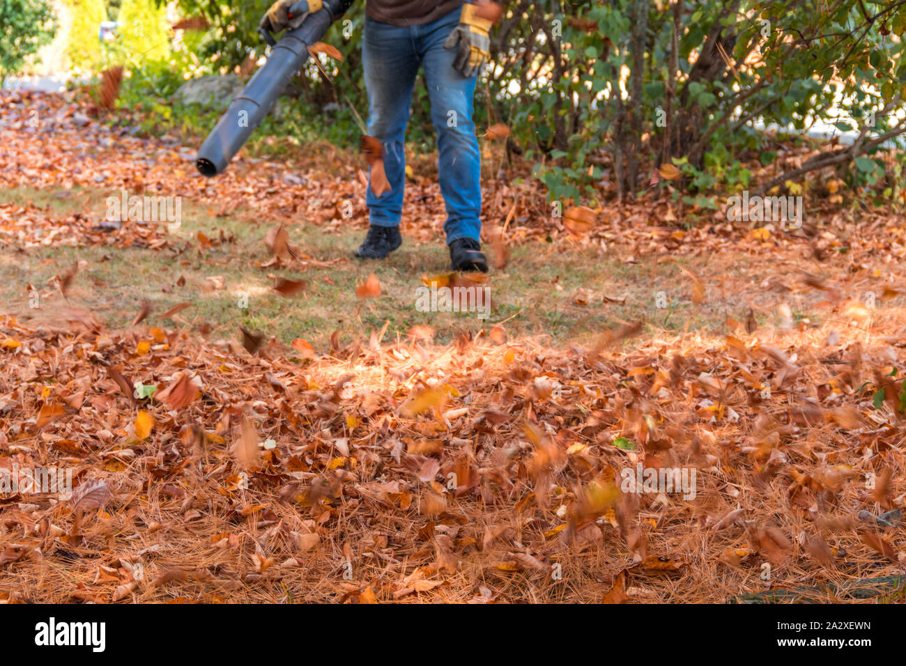 Soffiatori di fogliame in azione spostando colorato cadono le foglie e gli aghi di pino da prato residenziale con intenzionale di sfocatura del movimento Foto Stock