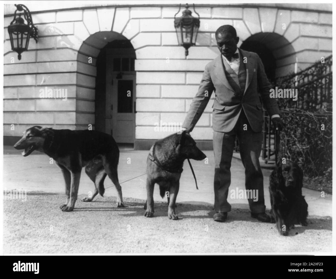 Robert R. Robinson, kennel master presso la Casa Bianca per Herbert Hoover cani, Buckeye, una polizia tedesca cane; King Tut, una polizia belga cane; e Englehurst Gillette, un Gordon setter Foto Stock