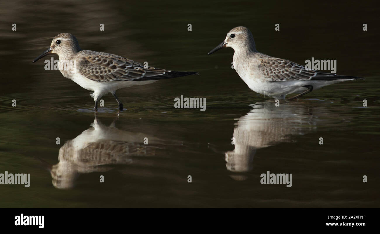 Due calidris uccelli costieri in uno stagno con riflessioni Foto Stock