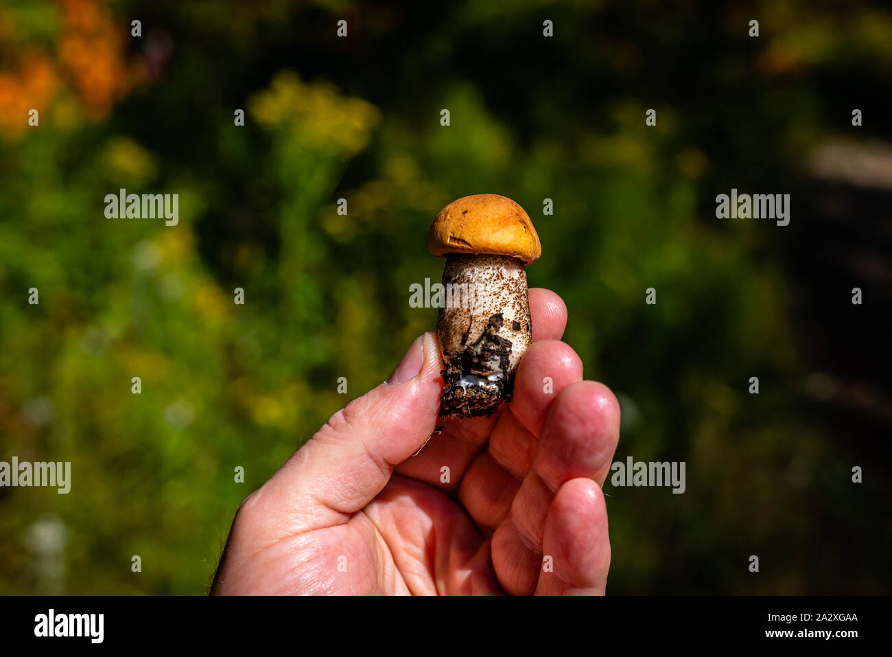 Il cappuccio arancione funghi porcini, close-up Foto Stock