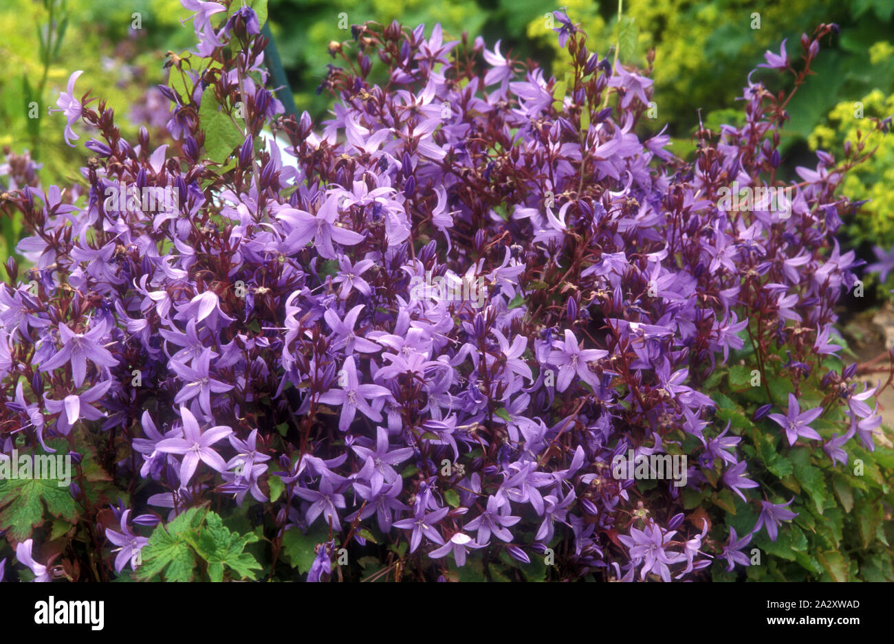 BELLFLOWERS SERBO (CAMPANULA POSCHARSKYANA) NOTO ANCHE COME TRAILING BELLFLOWERS O POSCHARSKYS BELLFLOWER. Foto Stock