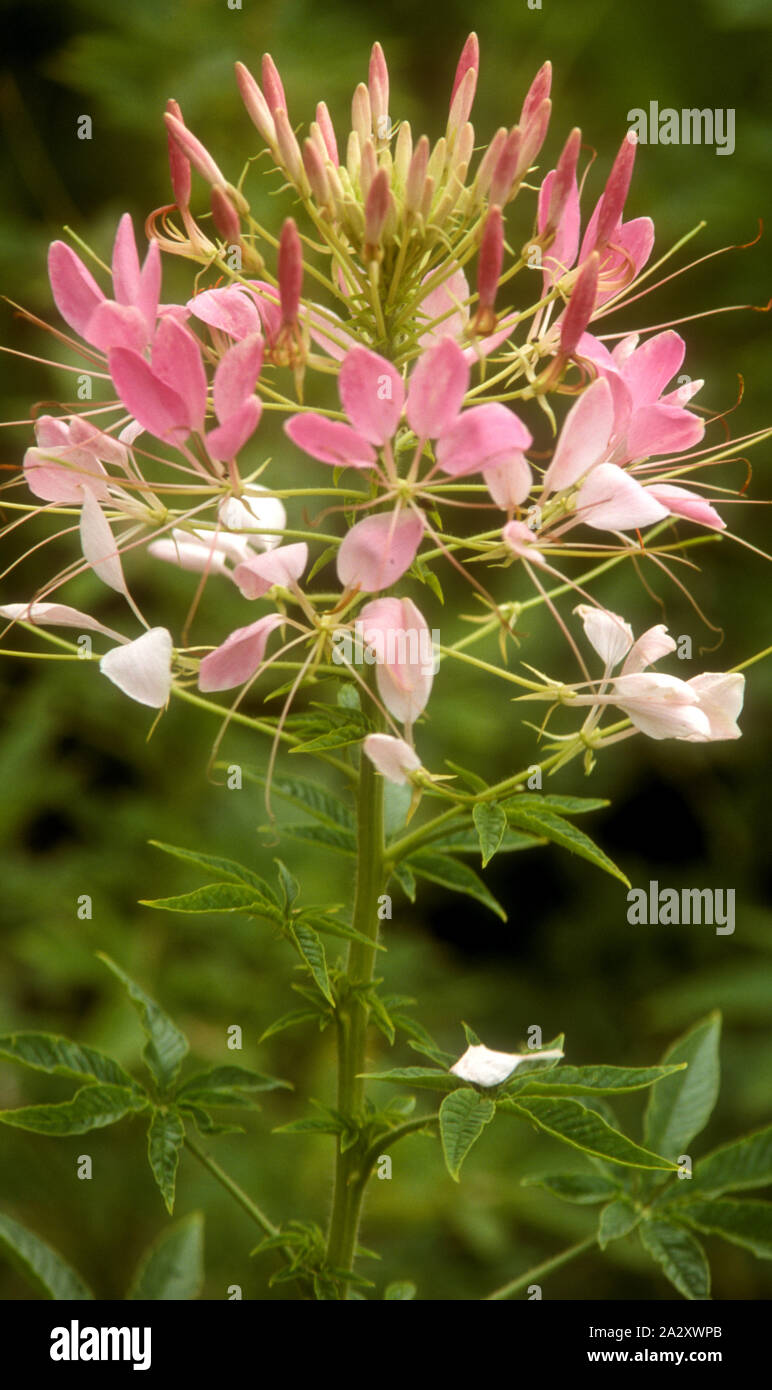 Fiore di ragno, CLEOME 'ROSA QUEEN' Foto Stock