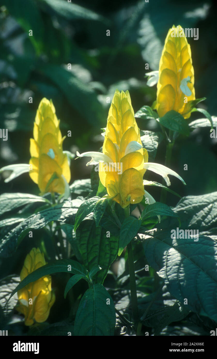 PACHYSTACHYS LUTEA (nomi comuni, lecca-lecca impianto, giallo o GOLDEN CANDELA) ACANTHACEAE Foto Stock