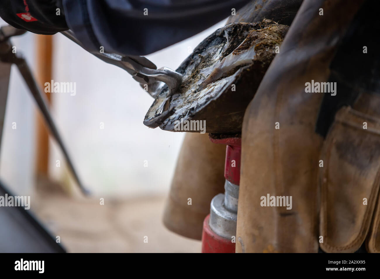La foto mostra un fabbro al lavoro. Esso mostra la velatura di un cavallo. Lo zoccolo viene rifilato e tagliato a misura e il ferro di cavallo è inchiodato fino. Utilizzate sono il prosciutto Foto Stock