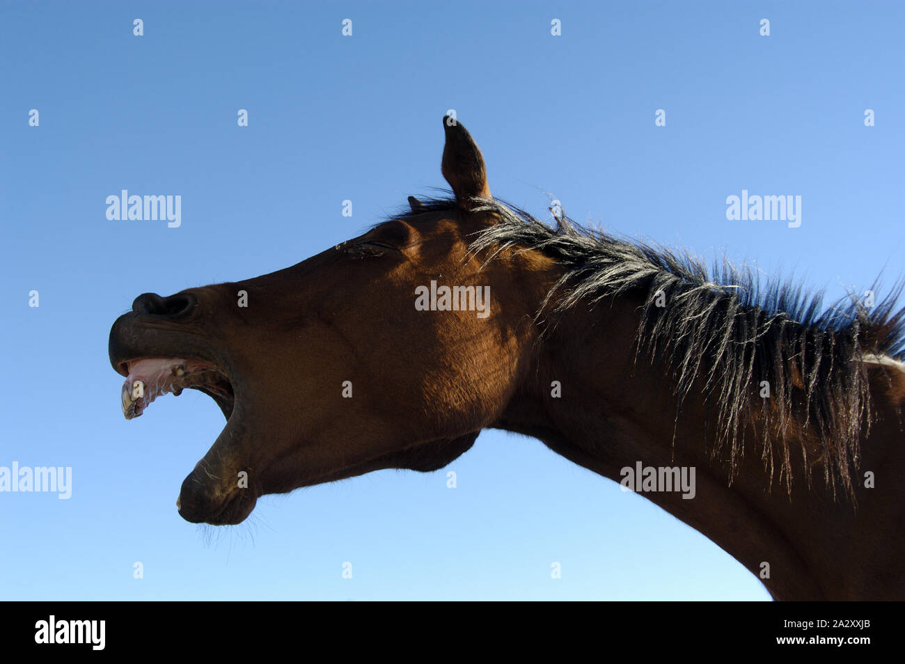 RITRATTO DI UN CAVALLO DA LAVORO AUSTRALIANO CON LA BOCCA APERTA, AUSTRALIA OCCIDENTALE. Foto Stock