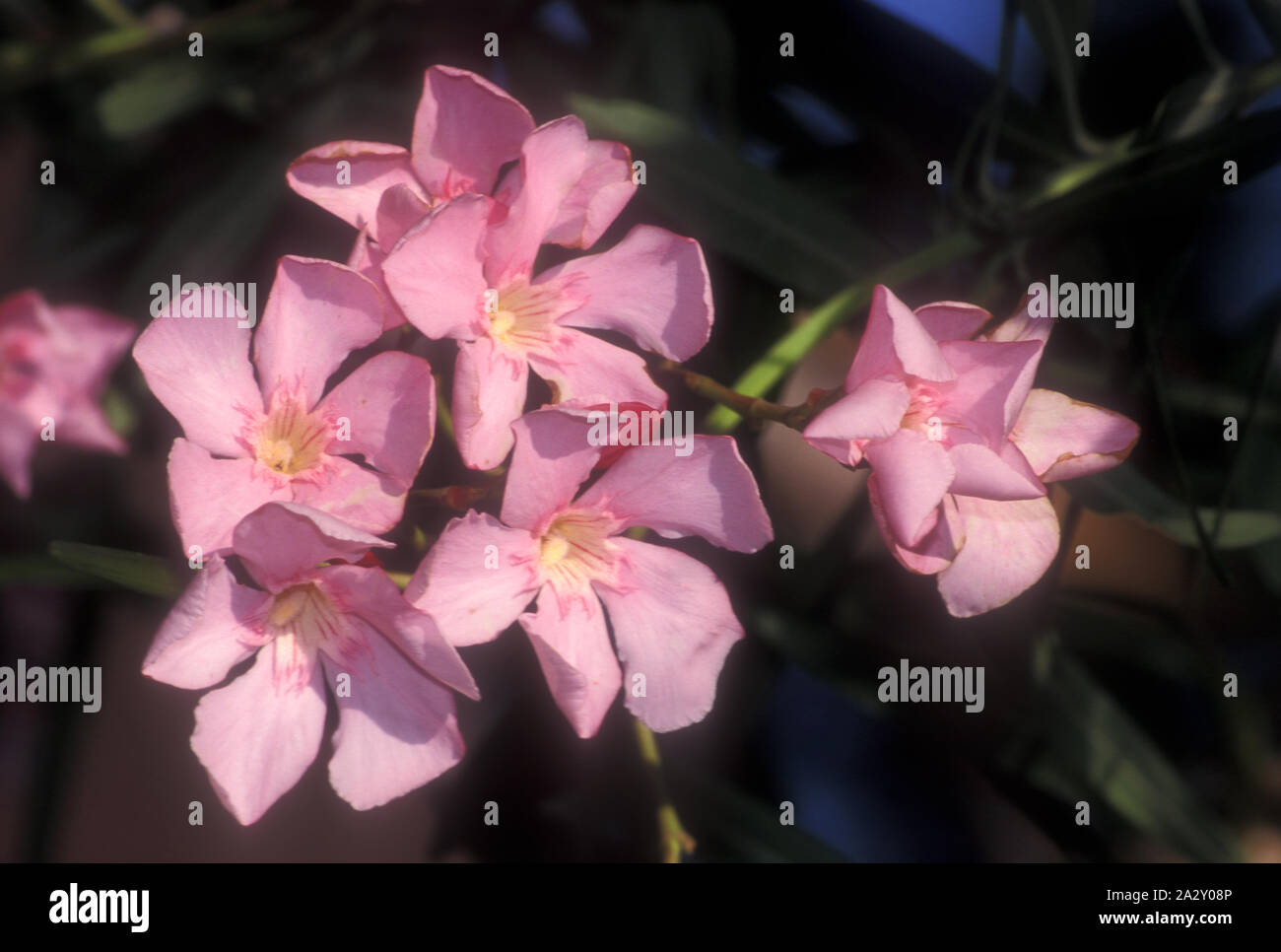 Nerium oleander è un arbusto o un piccolo albero della famiglia dogbane Apocynaceae, tossica in tutte le sue parti. Foto Stock