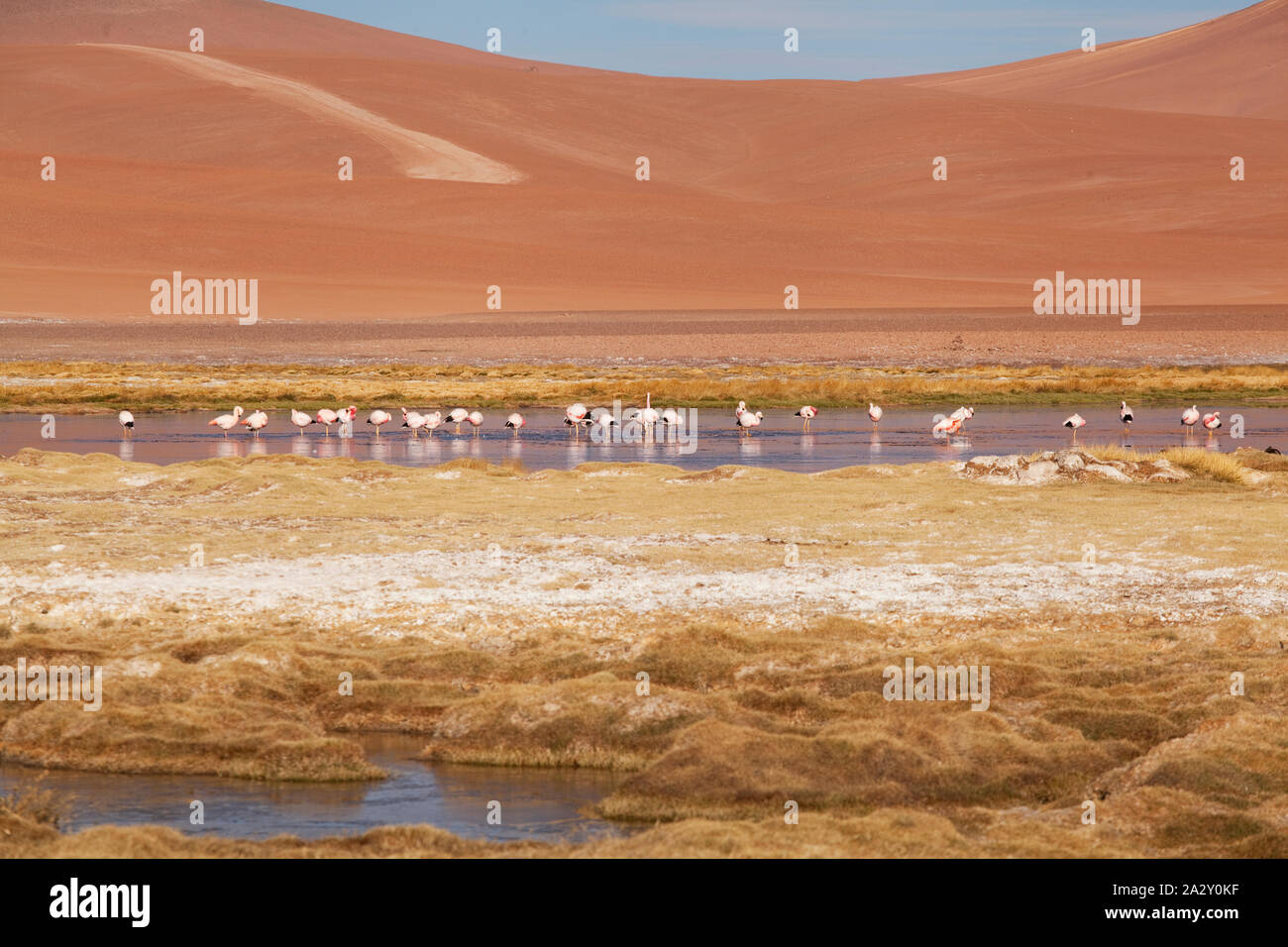 Fenicotteri rosa a los Flamencos riserva nazionale, il Deserto di Atacama, Cile Foto Stock