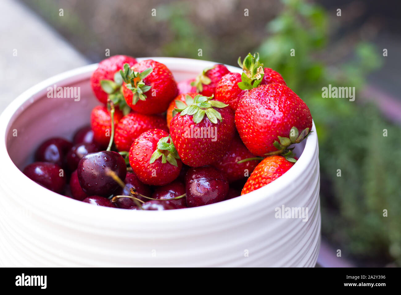 Un bianco ciotola piena di succose fragole e ciliege accanto a un giardino Foto Stock
