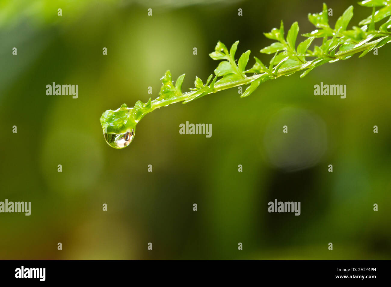 Vista ravvicinata di dewdrops sulla foglia verde Foto Stock