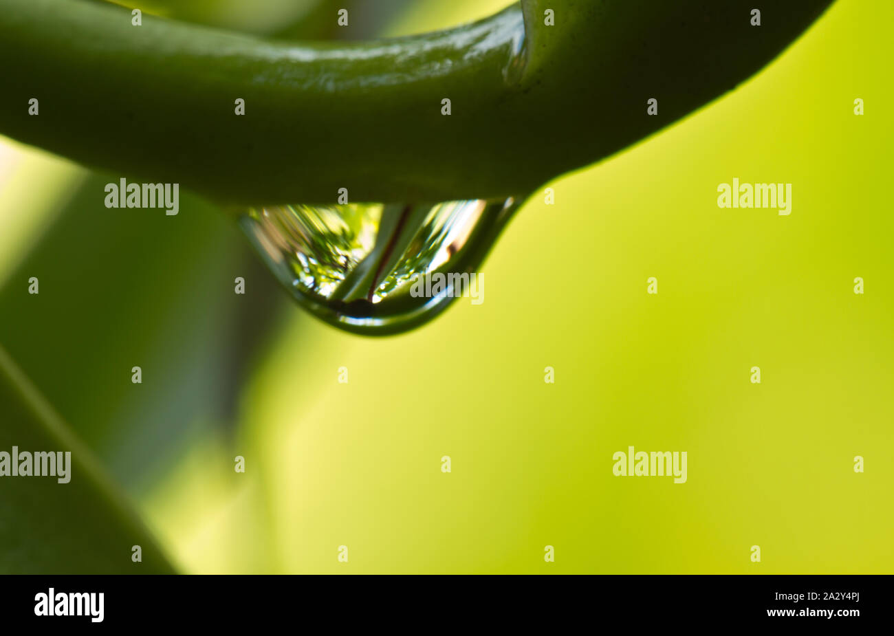 Vista ravvicinata di dewdrops sulla foglia verde Foto Stock