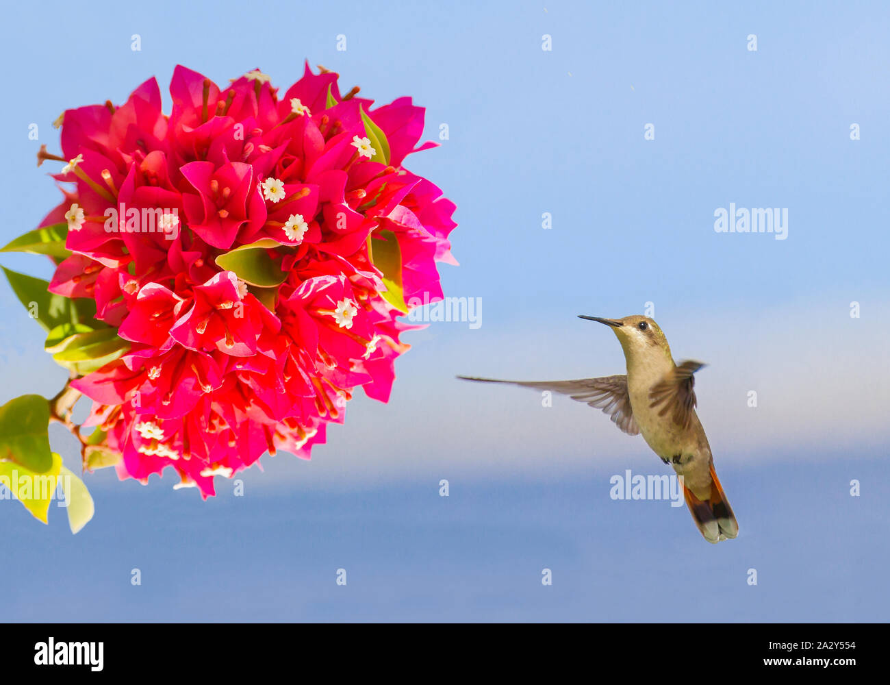 Flying Hummingbird in bilico a metà in aria nella parte anteriore del fiore rosso Foto Stock